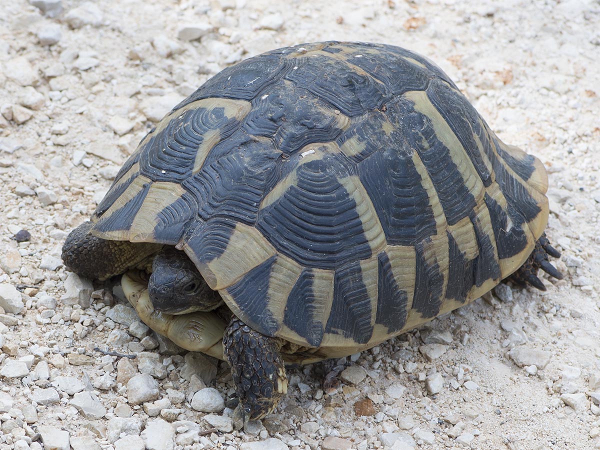 Testudo hermanni